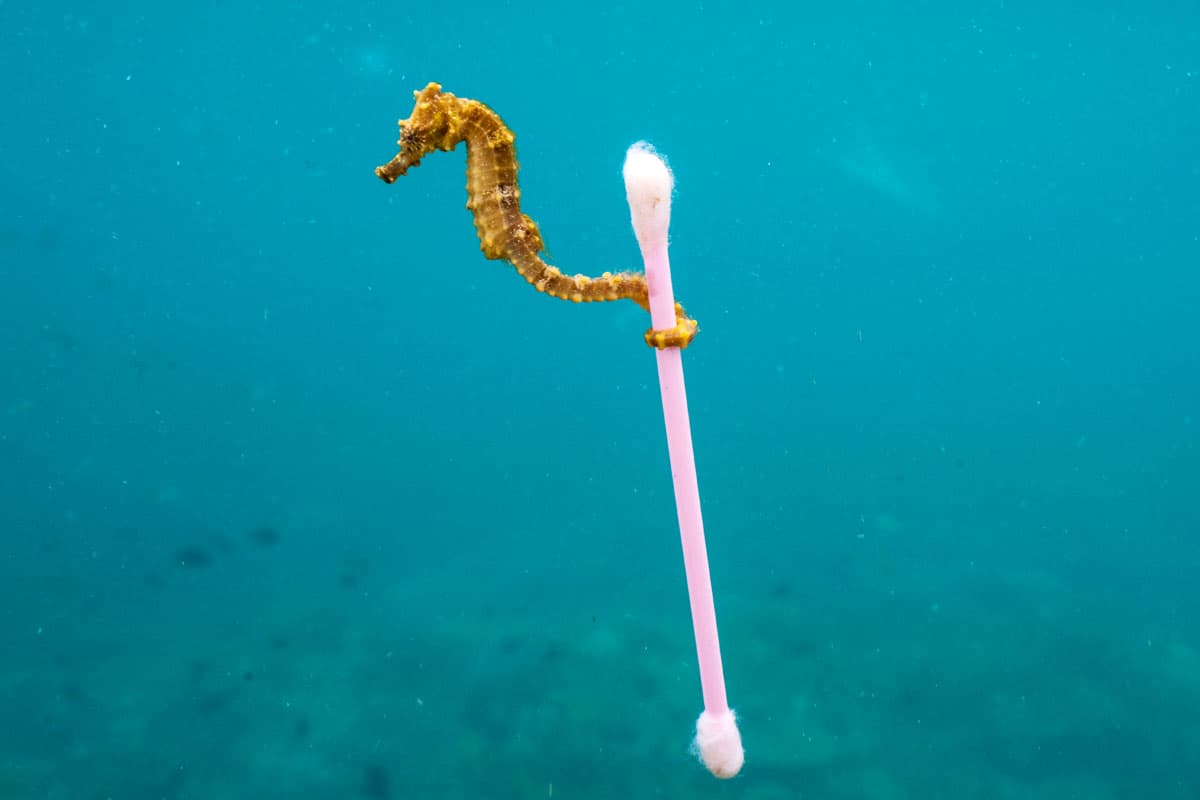 Seepferdchen klammert sich an Wattestäbchen in verschmutzen Gewässern bei Sumbara Island (c) Justin Hofman / WWF-US Seepferdchen klammert sich an Wattestäbchen in verschmutzen Gewässern bei Sumbara Island
