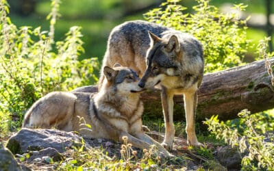 Fotostrecke: Wie der WWF den Wolf schützt