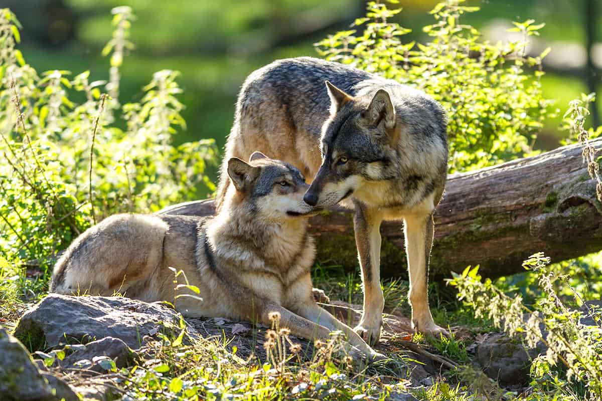 wwf-at_Wölfe_im_Wald_1620x364_(c)Adobe Stock Wölfe im Wald