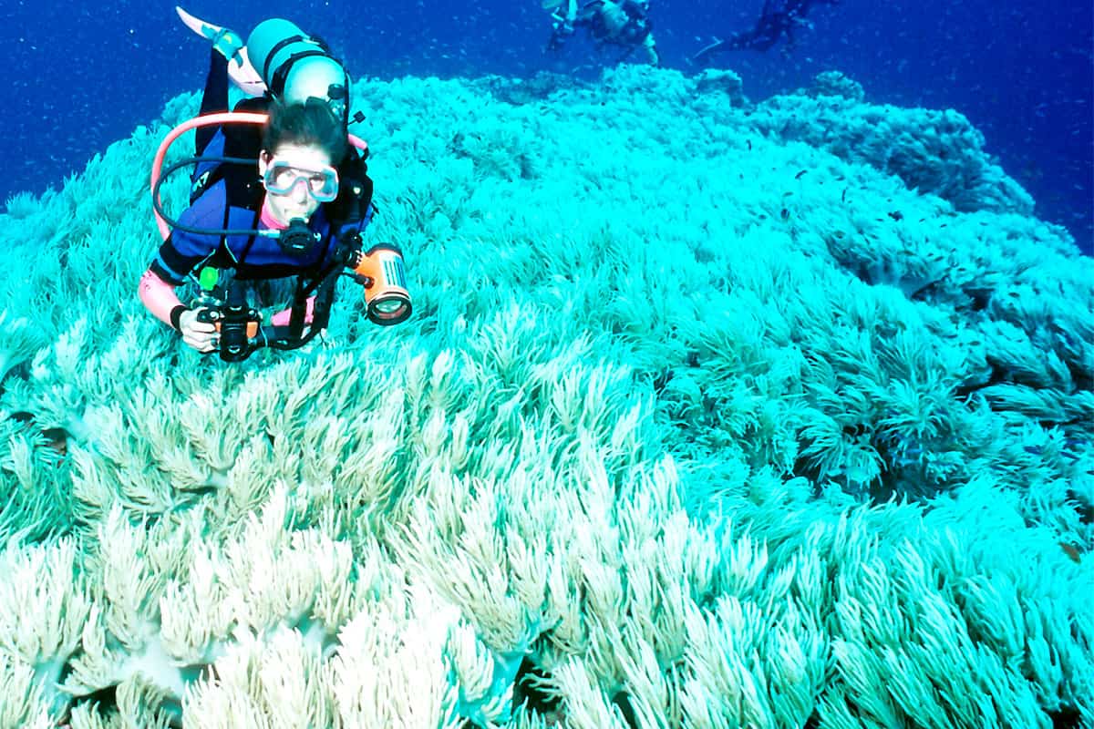 durch zu hohe Wassertemperaturen gebleichte Korallen bei Fiji (c) Catherine HOLLOWAY durch zu hohe Wassertemperaturen gebleichte Korallen bei Fiji