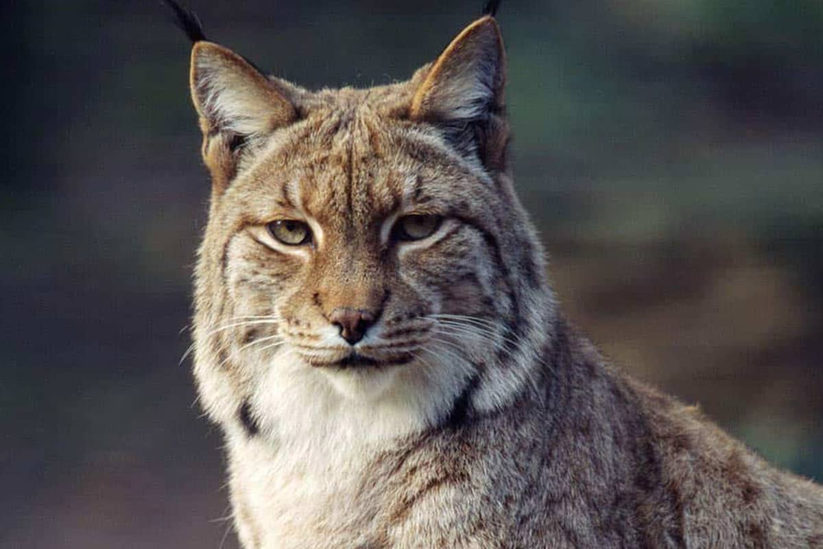 Eurasischer Luchs©F. Labhardt/4nature
