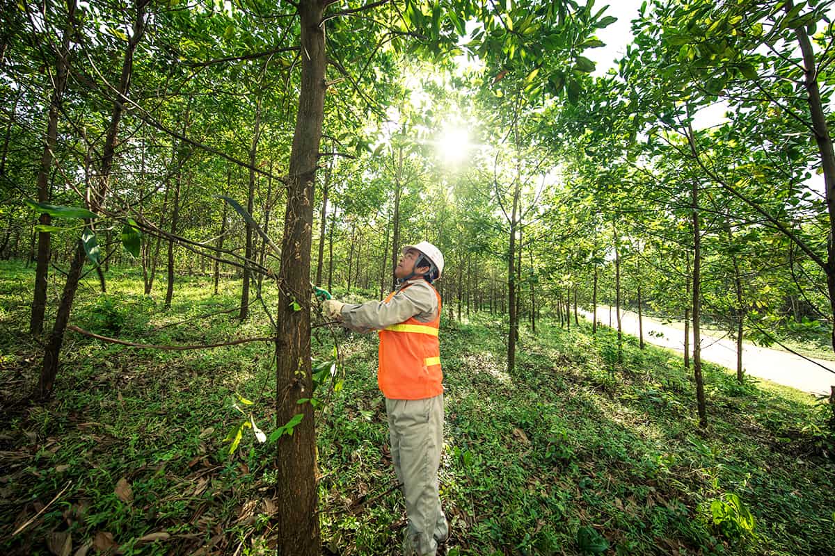 Arbeit auf einer FSC zertifizieren Acacia Plantage, Vietnam (c) James Morgan / WWF Arbeit auf einer FSC zertifizieren Acacia Plantage, Vietnam