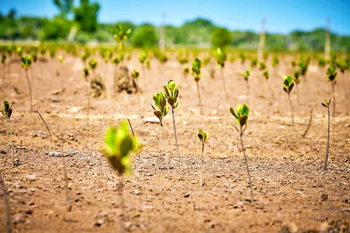 Mangrovenplantage an der Westküste von Madagaskar (c) Justin Jin / WWF France Mangrovenplantage an der Westküste von Madagaskar