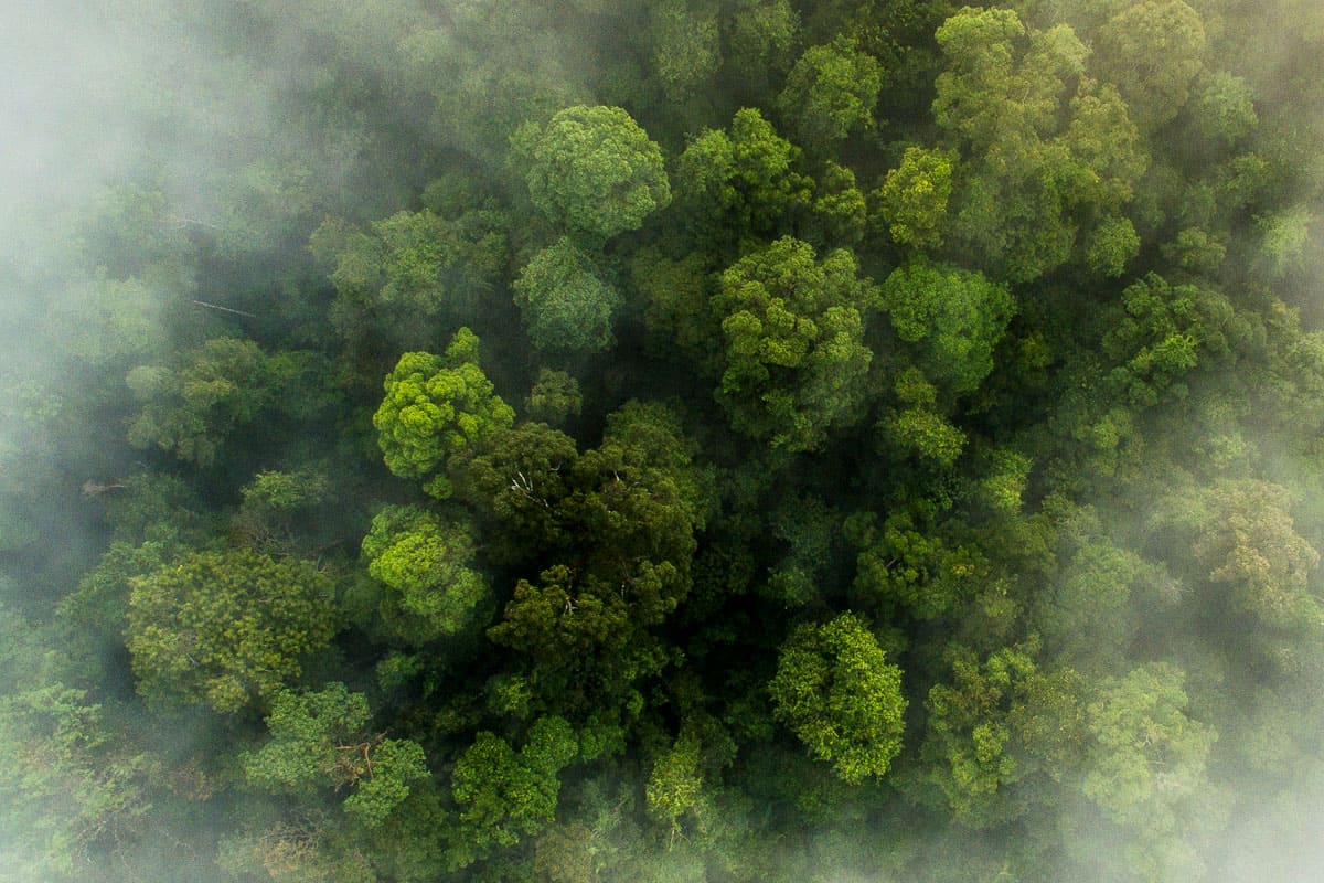 Regenwald Luftaufnahme in der Bukit Tigapuluh Landschaft Sumatra