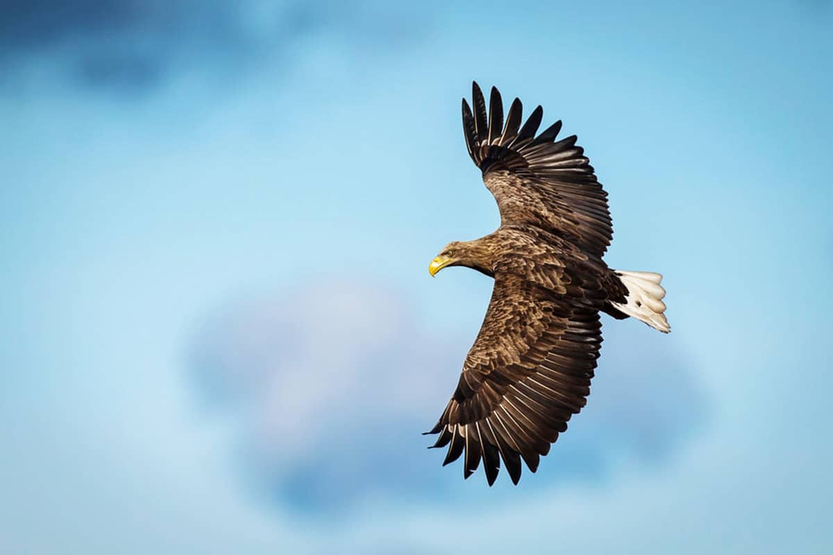 wwf-at_Seeadler_Himmel_(c)OlaJennersten