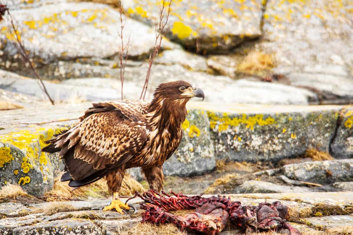 wwf-at_Seeadler_jagd_(c)OlaJennersten
