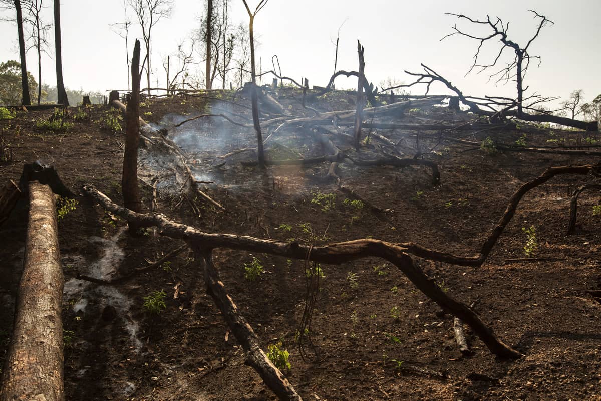 Verbrannter Wald für landwirtschaftliche Produktion (c) Minzayar Oo / WWF-Myanmar