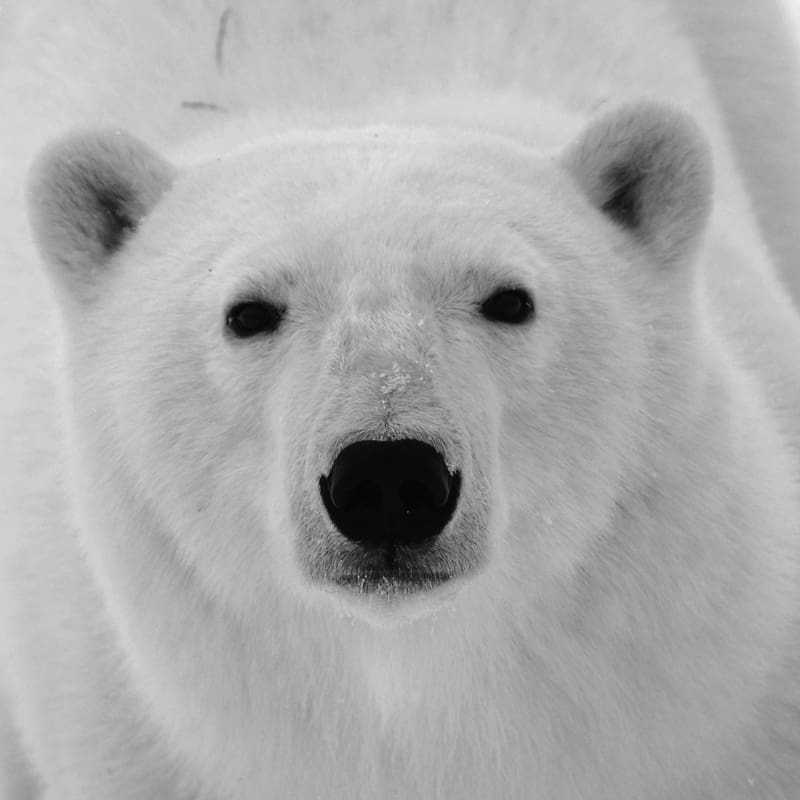 Eisbaer im Portraet
