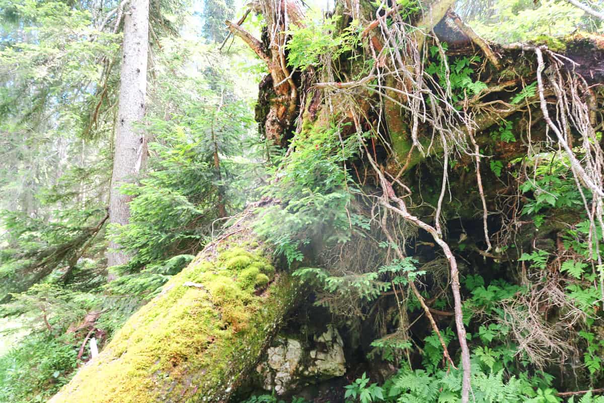 Totholz im Wald (c) Karin Enzenhofer WWF Totholz im Wald