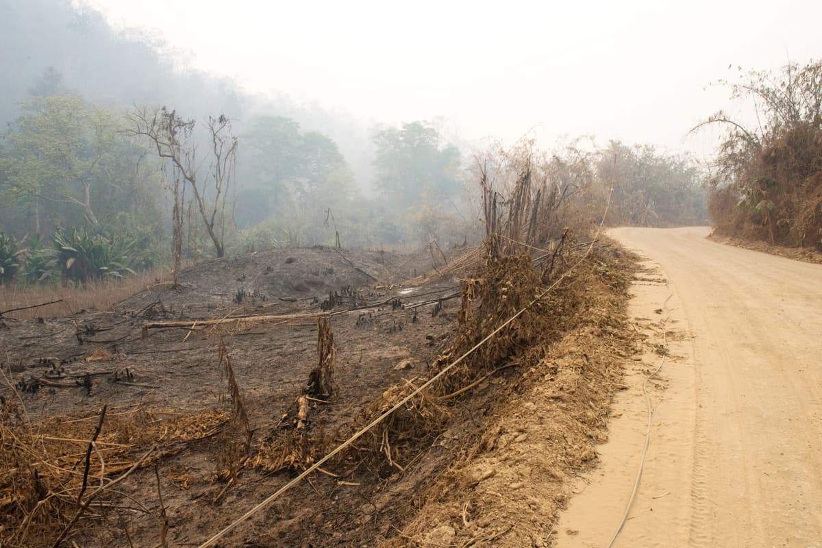 Wald in Myanmar muss für den Straßenbau weichen