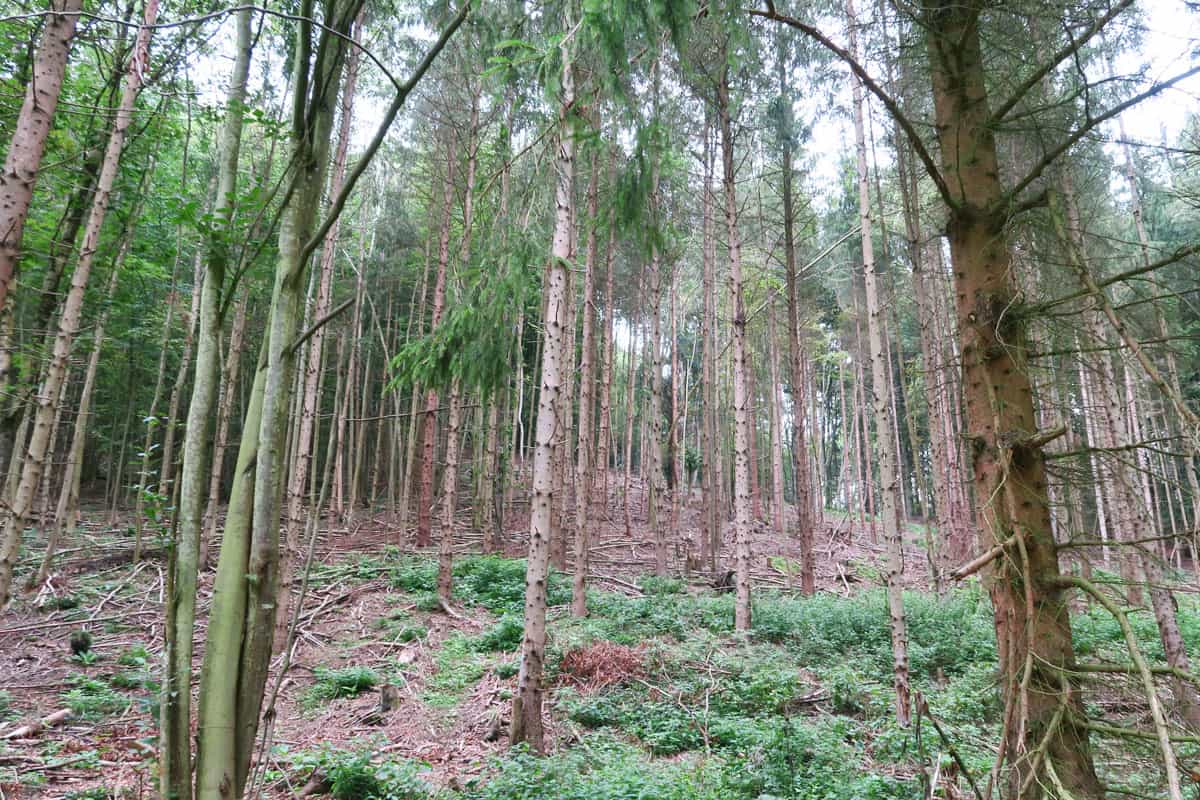 Naturferne Fichtenforste (c)Karin Enzenhofer WWF Wirtschaftswald Kamp