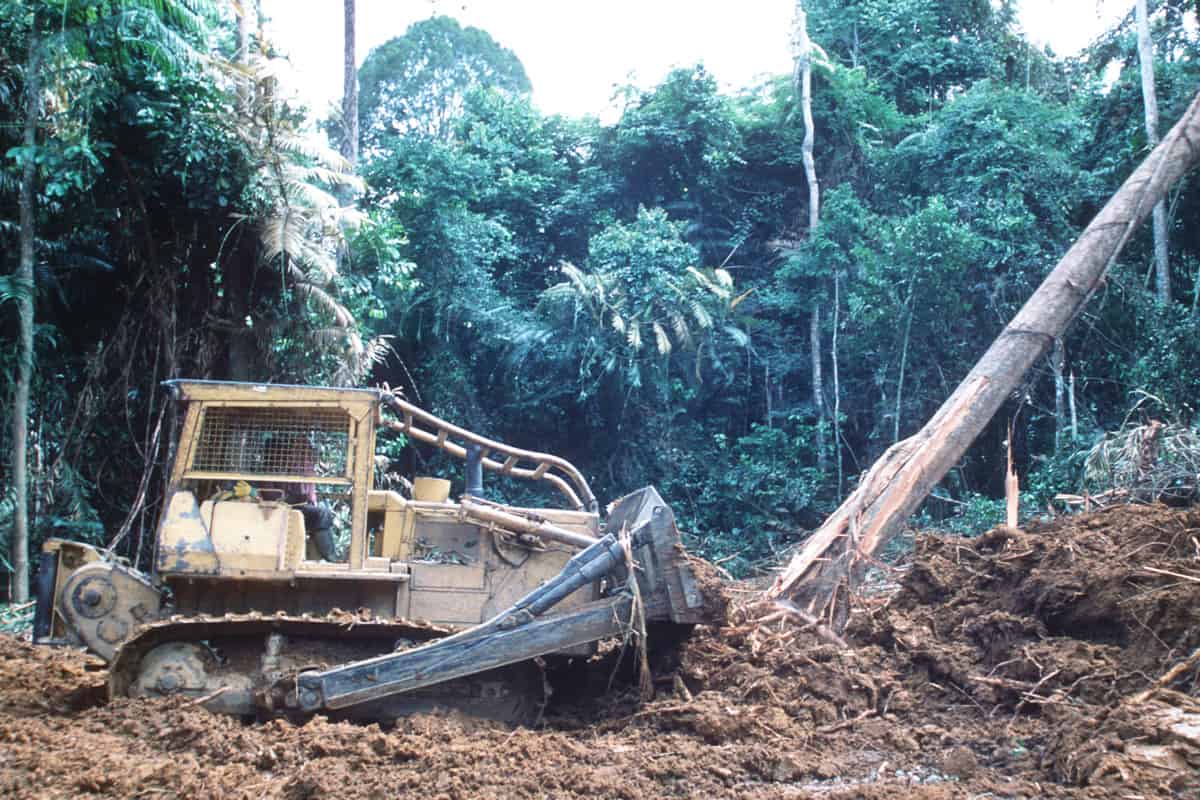 Bulldozer rodet Baeume um eine Straße - Gabun(c)WWF_Martin Harvey Bulldozer rodet Baeume um eine Straße - Gabun
