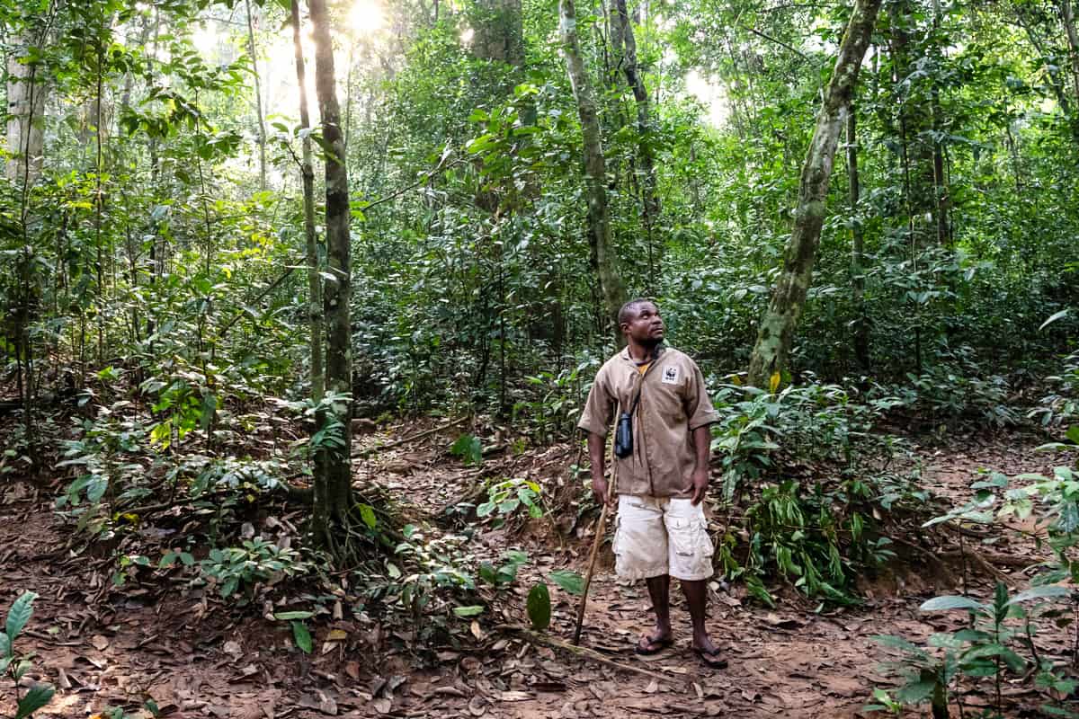 Ein Gorilla-Tracker auf der Spurensuche im Dzanga-Sangha-Waldreservat(c)Andy Isaacson / WWF-US Ein Gorilla-Tracker auf der Spurensuche im Dzanga-Sangha-Waldreservat