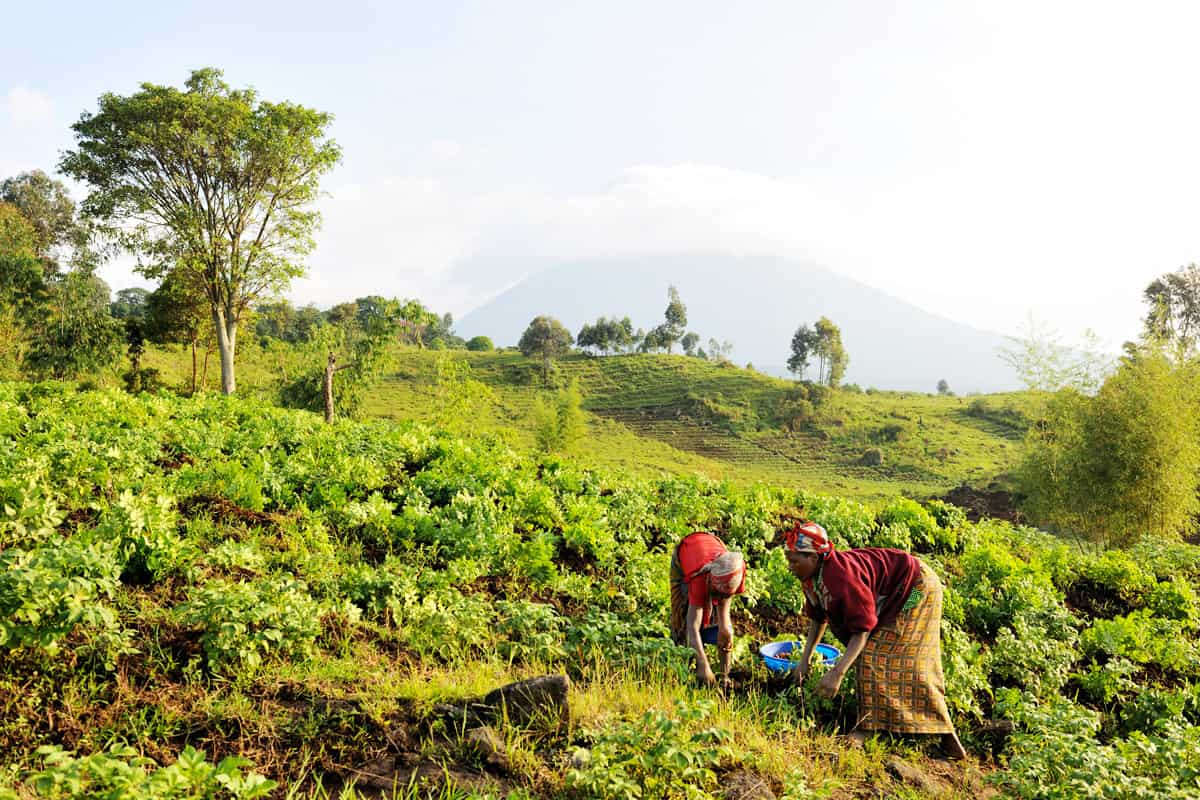 Frauen bei der Kartoffelernte Virunga Nationalpark(c)naturepl.com / Eric Baccega / WWF Frauen bei der Kartoffelernte Virunga Nationalpark