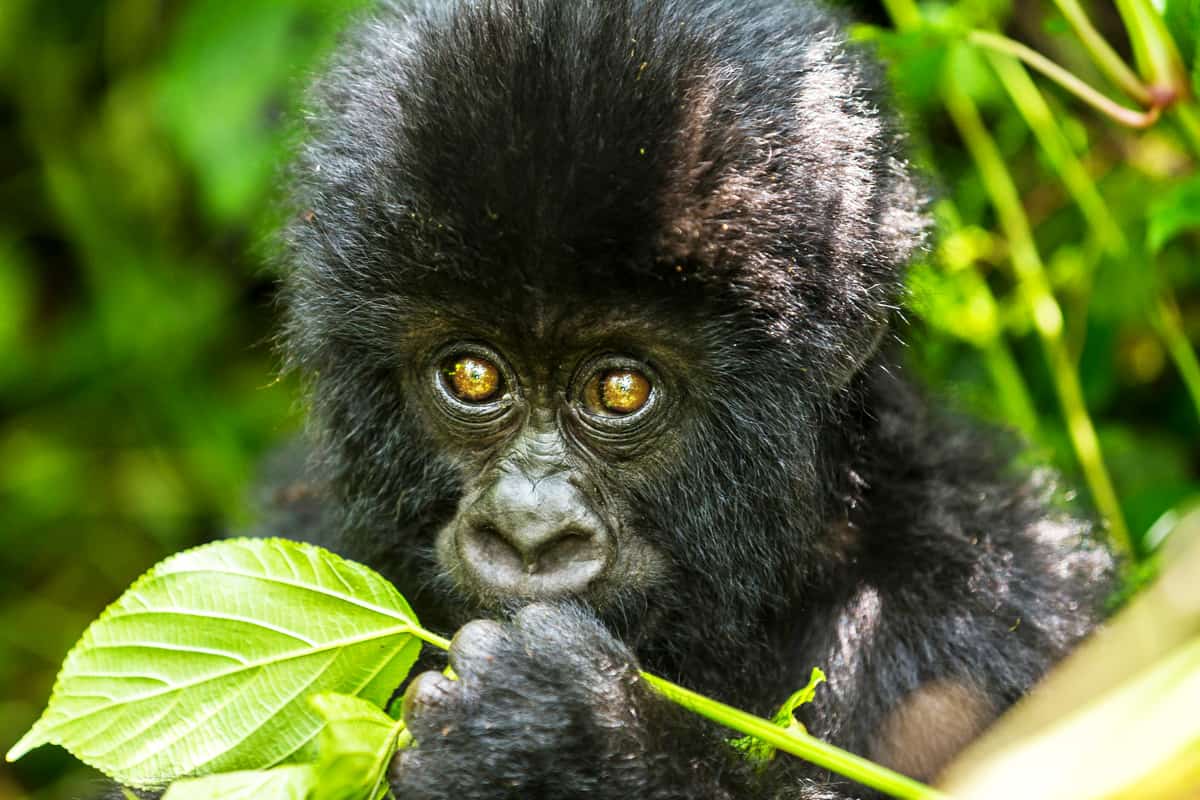 Nahaufnahme eines Berggorilla-Junges im Virunga Nationalpark