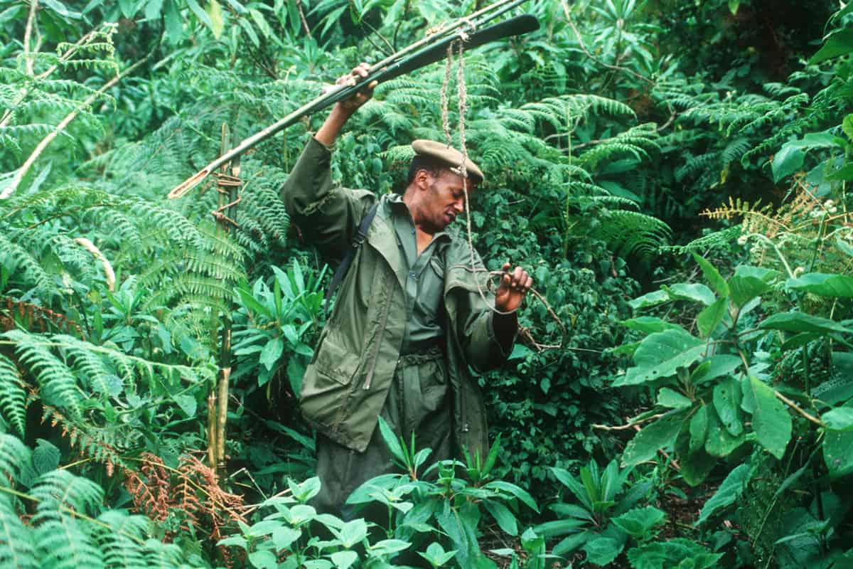 Parkranger entfernt Drahtschlingen-Fallen im Virunga Nationalpark(c)WWF_Martin Harvey Parkranger entfernt Drahtschlingen-Fallen im Virunga Nationalpark