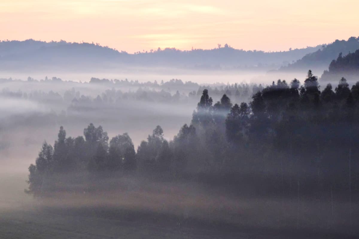 Sonnenaufgang über den Virunga-Bergen(c)naturepl.com / Andy Rouse / WWF Sonnenaufgang über den Virunga-Bergen