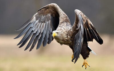 Rekord! Seeadler Davina fliegt von NÖ bis nach Weißrussland