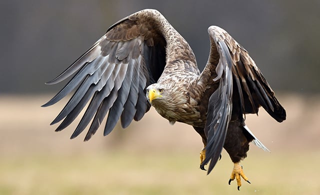 Seeadler im Flug Seeadler