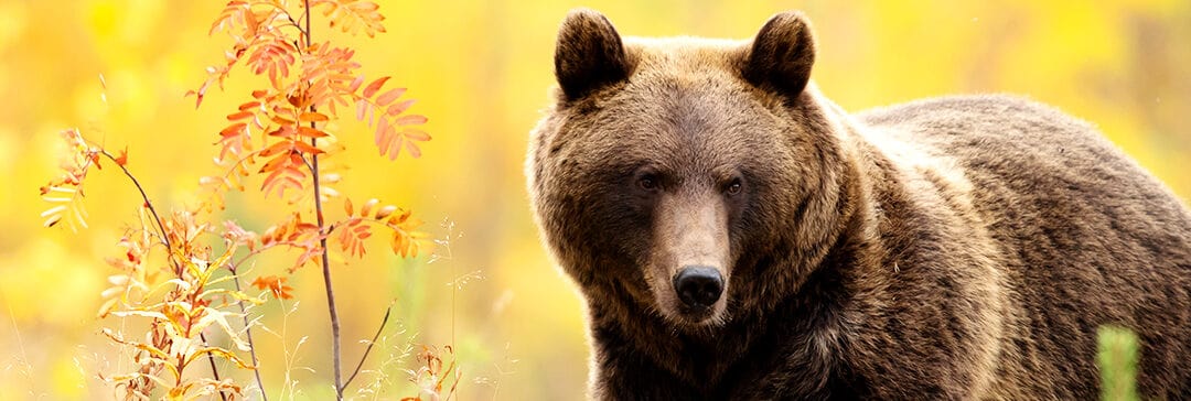 Tiere der Alpen: Welche kennst du?
