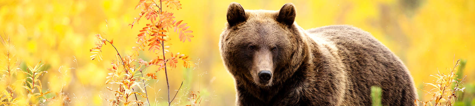 wwf-at_Braunbär_herbstlich_ Braunbär Headerbild