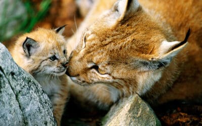 Großprojekt gegen Wildtierkriminalität startet