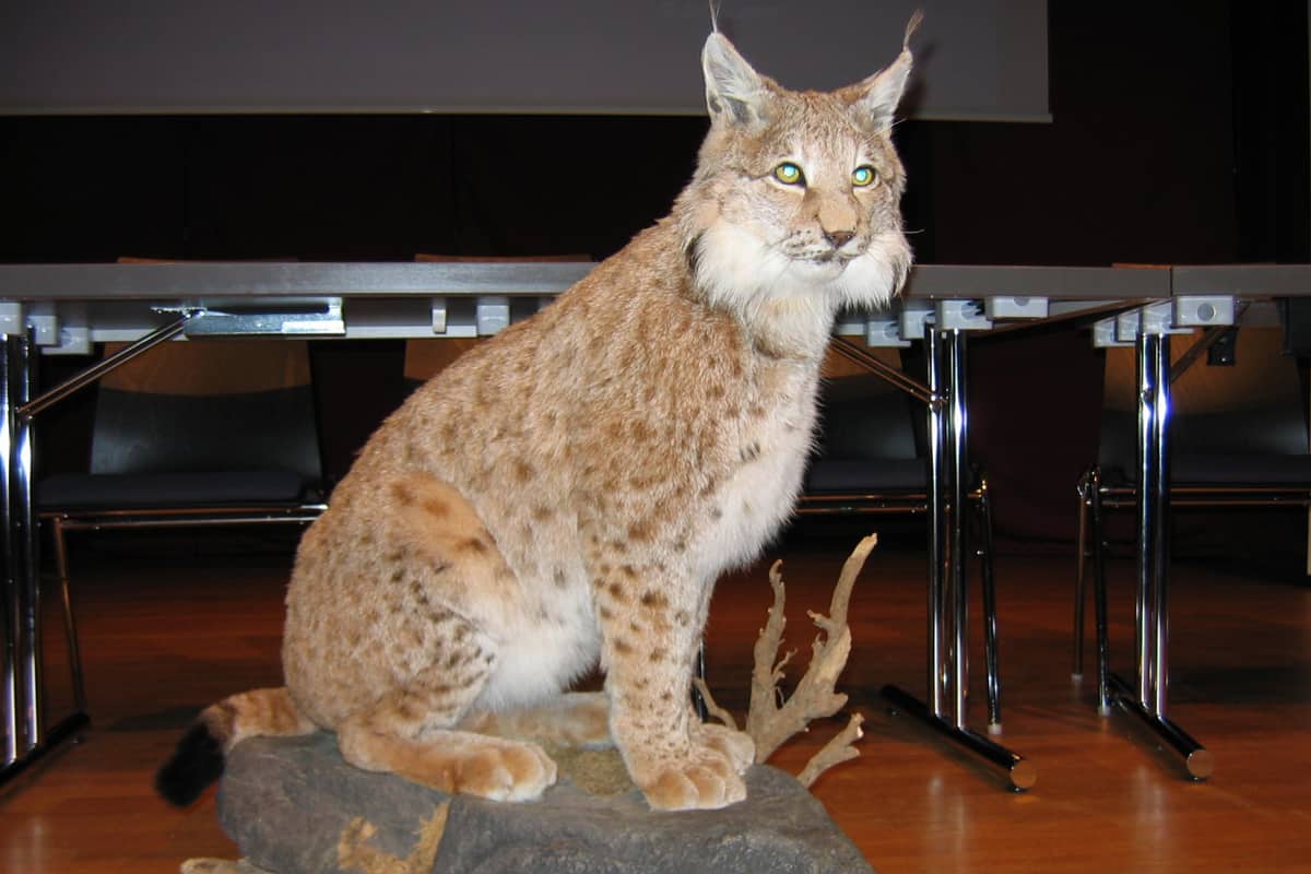 Luchs Trophäe Luchs Trophäe