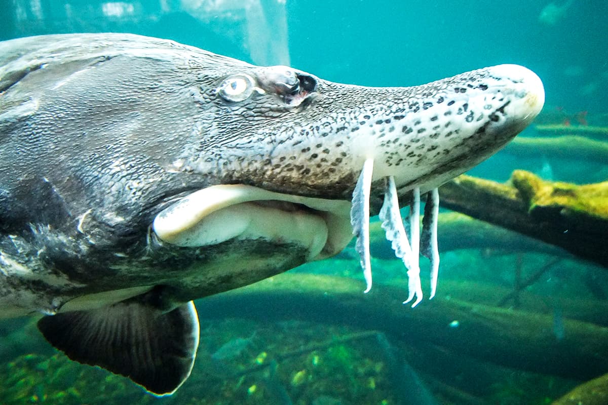Stör in der Donau. (c) Phyllis Rachler/WWF Auf dem Bild ist die Nahaufnahme eines Störs zu sehen, der gerade durch das Wasser zu treiben scheint.