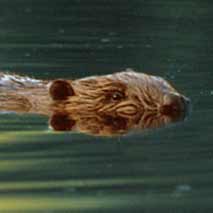 WWF entsetzt über "Amoklauf" auf 100 Wildtiere