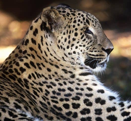 Kaukasusleopard