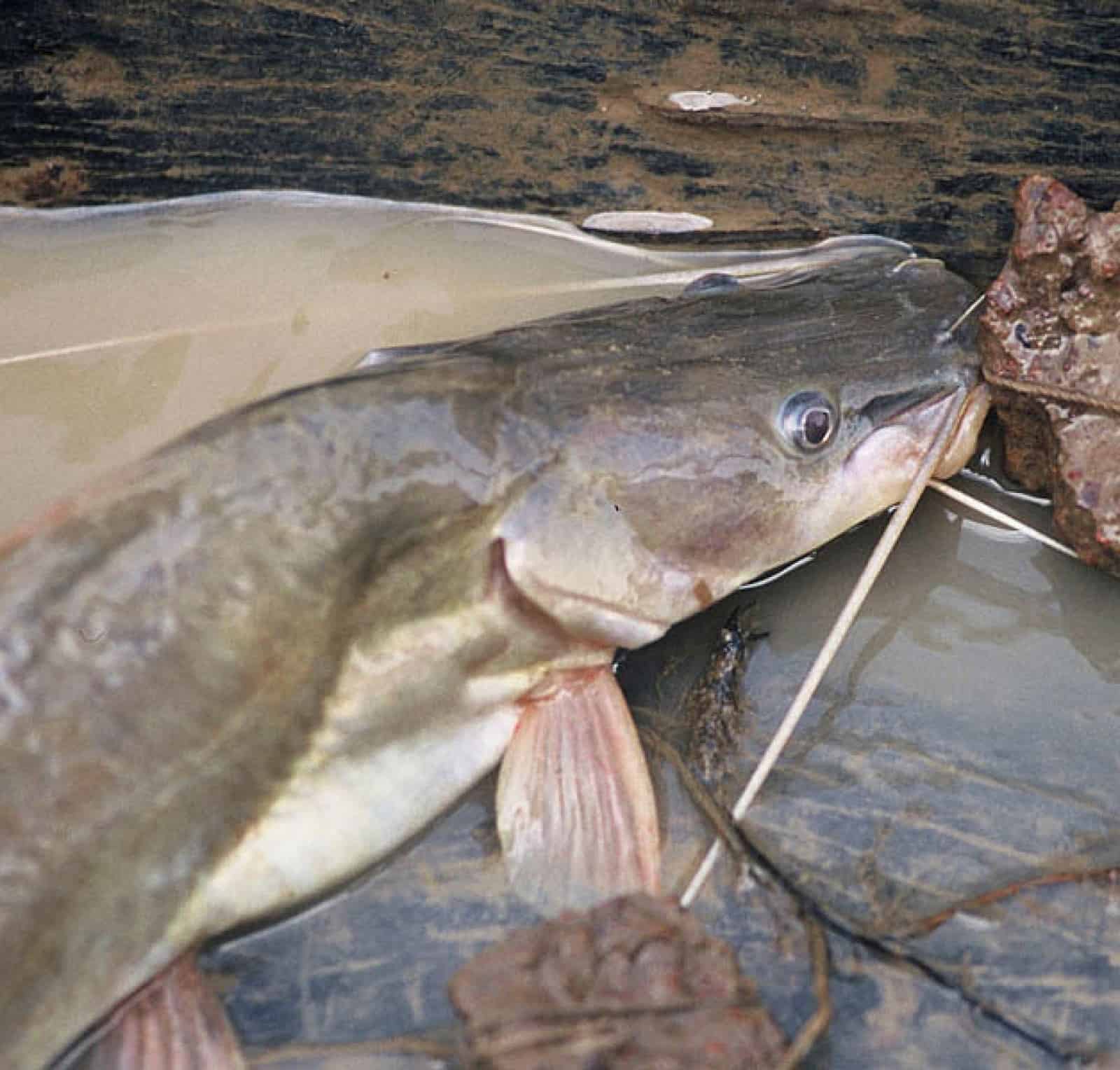 Mekong Riesenwels nahaufnahme-von-riesenwels