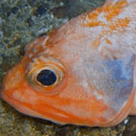 WWF alarmiert: 40 Prozent des weltweiten Fischfangs weggeworfen