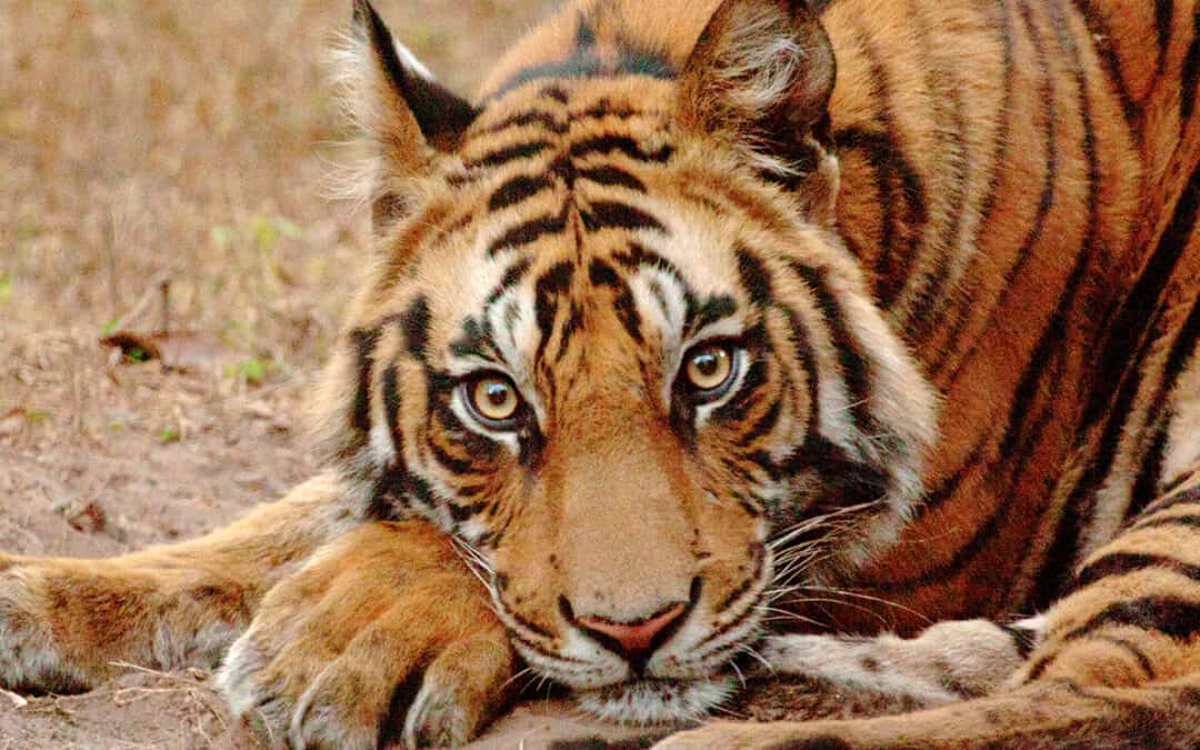 Indischer Tiger liegend (c) Rahul K. Talegaonkar