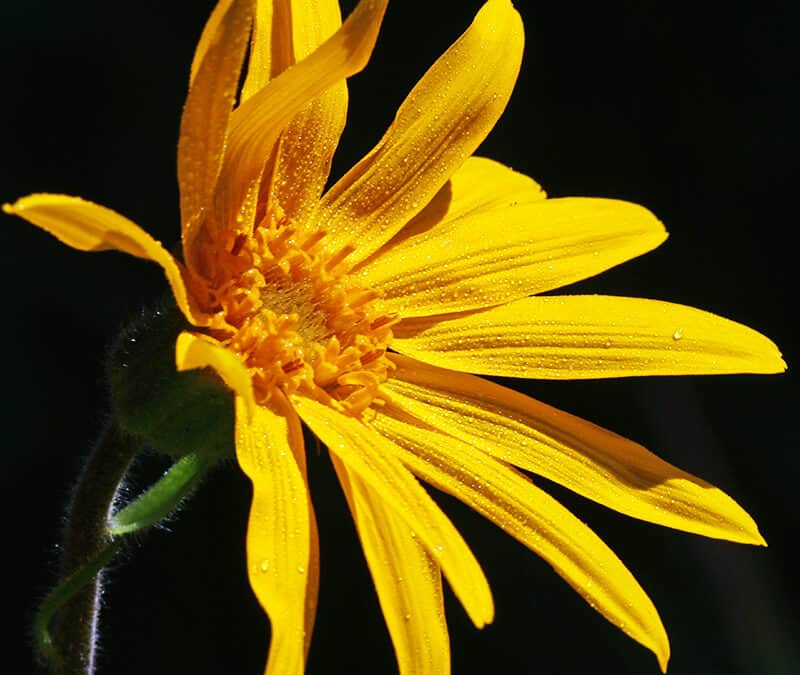 Arnika seitlich (c) Kari Schnellmann