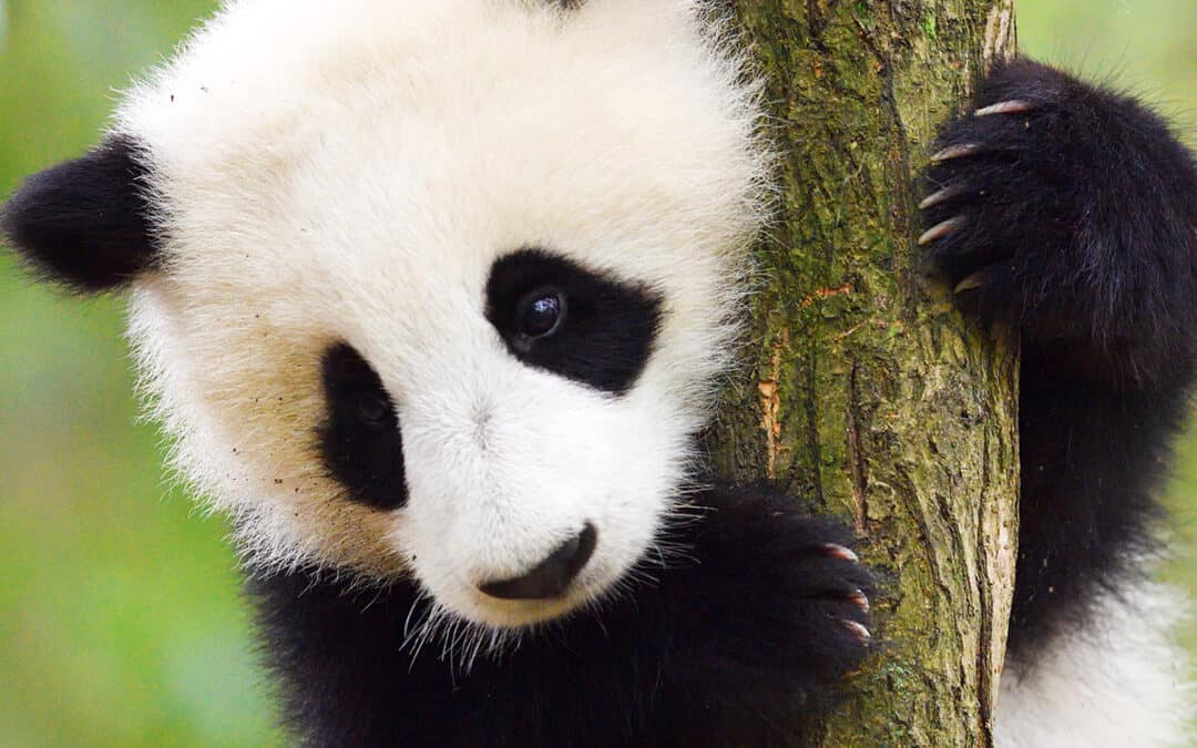 Panda auf Ast (c) Staffan Widstrand / Wild Wonders of China / WWF