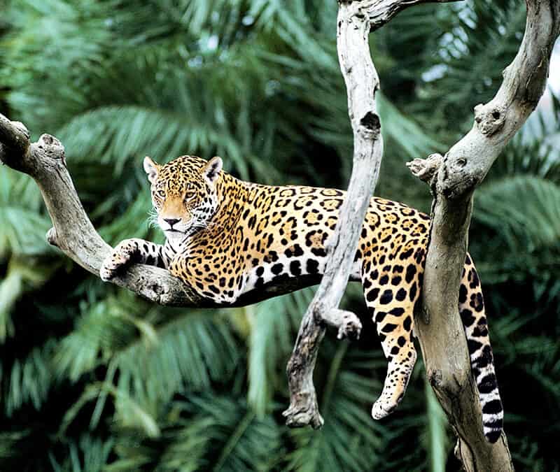 Jaguar auf Baum (c) Y.J. Rey-Millet