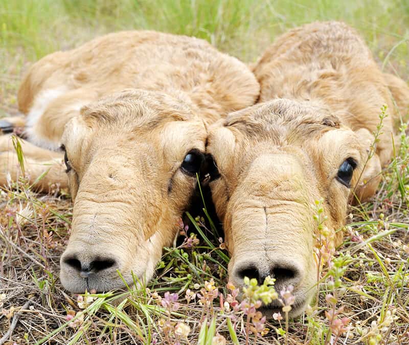 Saiga Antilope Jungtiere (c) Igor Shpilenok / Wild Wonders of Europe