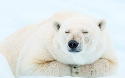 Fotoalbum Eisbär