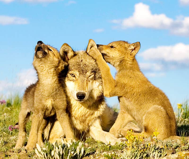 Gericht hat entschieden: Wolfsabschüsse in Tirol dürfen nicht vollstreckt werden