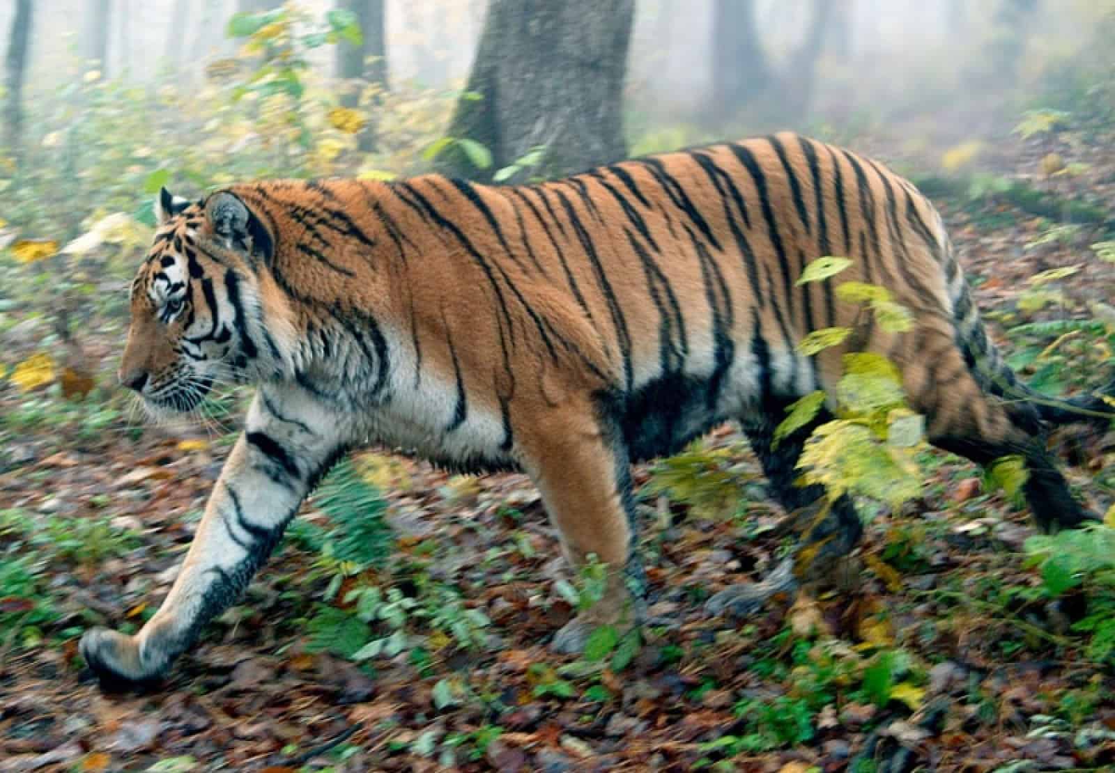Sibirischer Tiger tiger-arten-sibirischer-tiger-im-profil