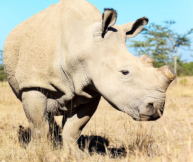 Breitmaulnashorn hornlos (c) Martin Harvey
