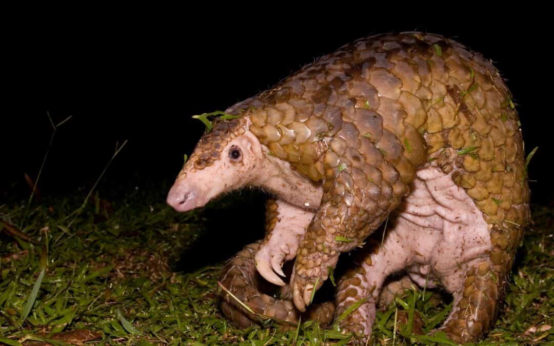 schuppentiere-schuppentier-bei-nacht-tannenzapfentier