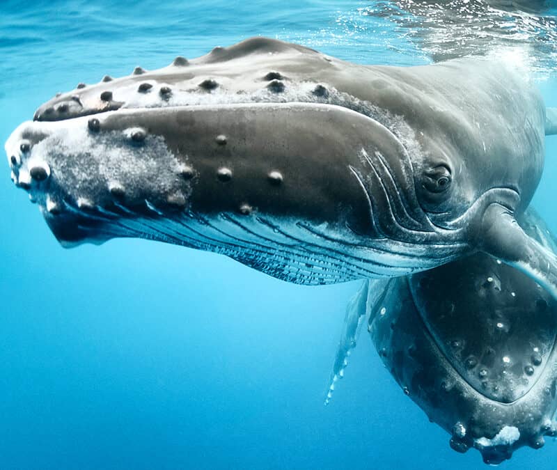 Buckelwal mit Jungem (c) Tony Wu / naturepl.com