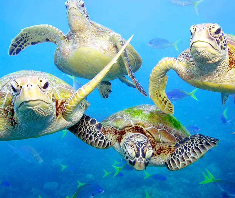 Meeresschildkröte Rudel (c) Troy Mayne