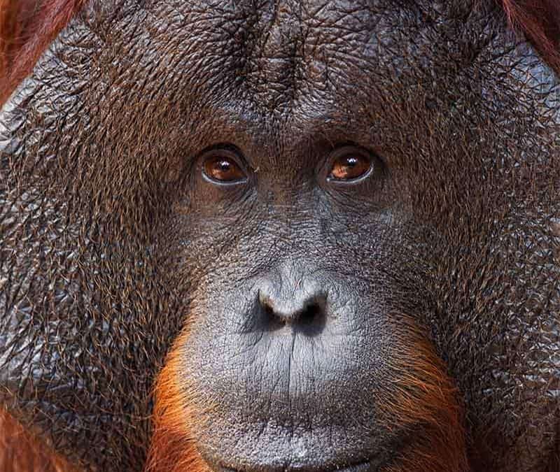 Borneo-Orang-Utan Closeup (c) Anup Shah / WWF