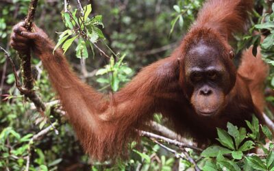 Orang-Utan als Haustier gefällig?