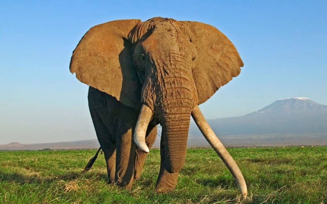 Afrikanischer Savannenelefant
