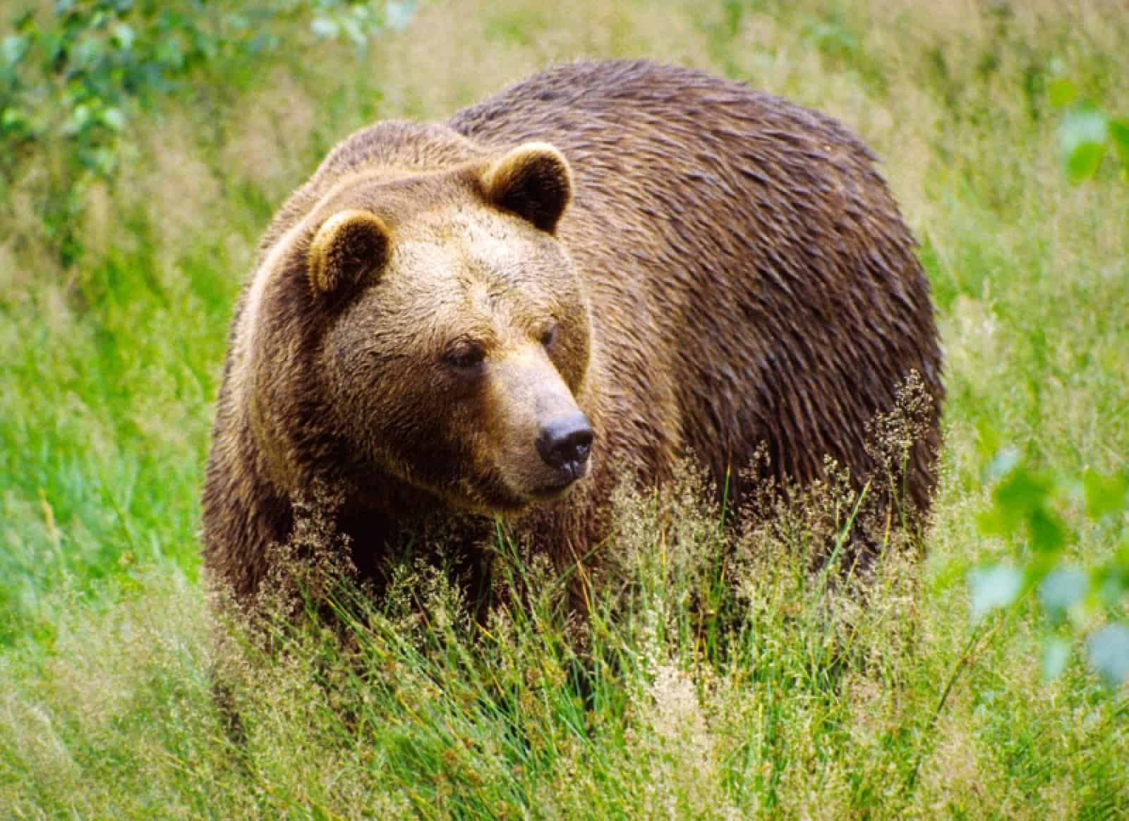 Braunbär informationen-zum-braunbaeren-braunbaer-europaeischer-braunbaer-in-wiese