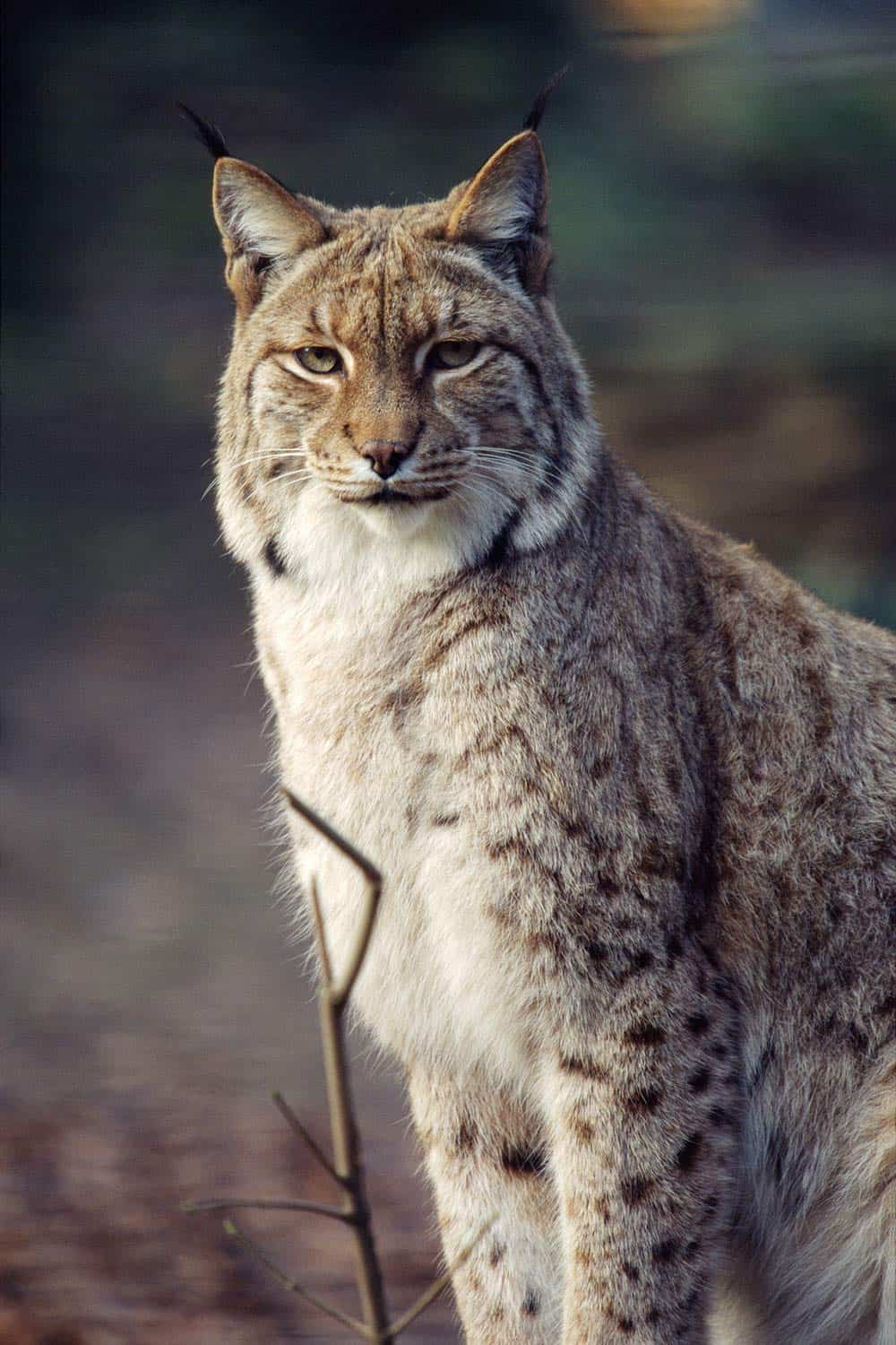 Eurasischer Luchs (Lynx lynx)