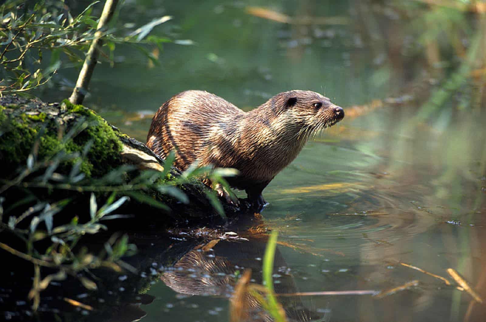 Europäischer Fischotter